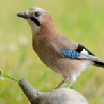 Szajkó egy faágon, a háttérben fű