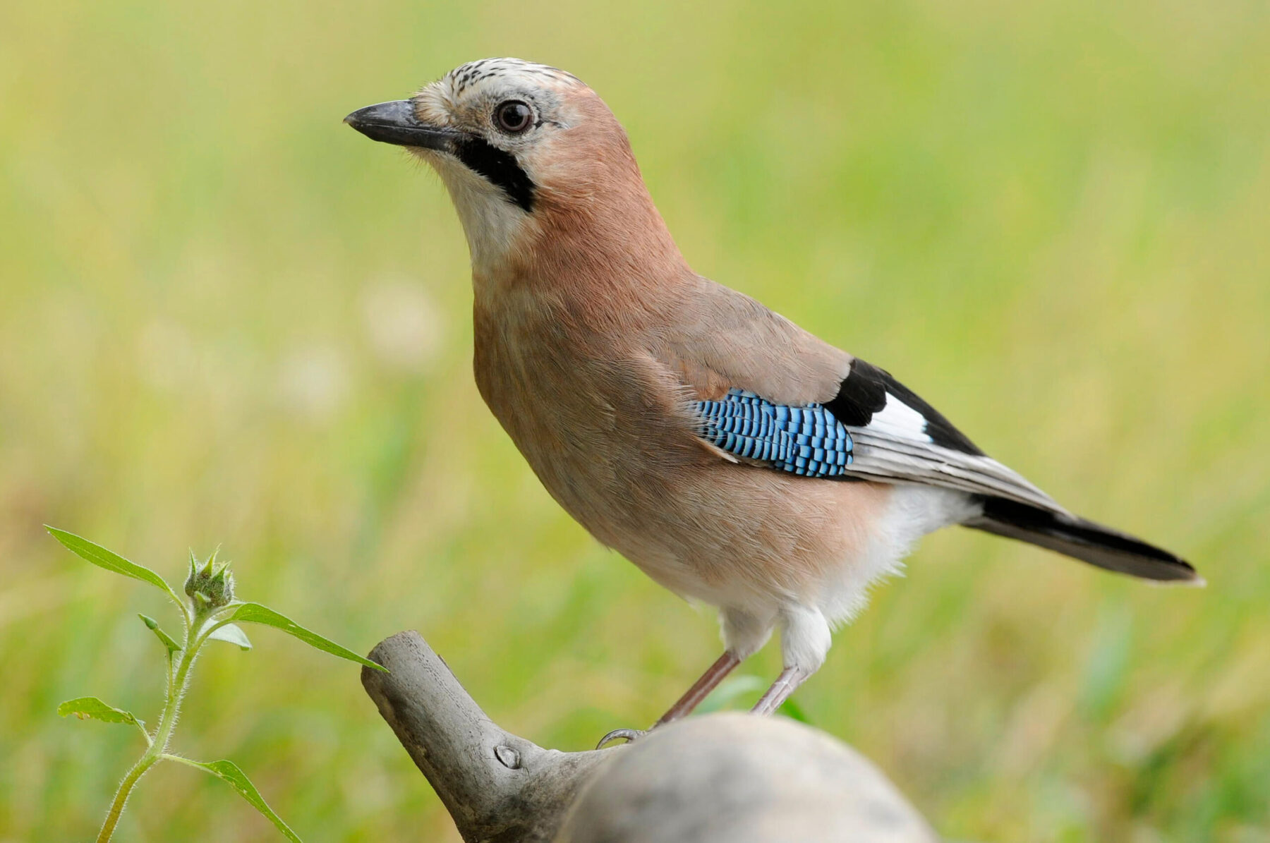 Szajkó egy faágon, a háttérben fű